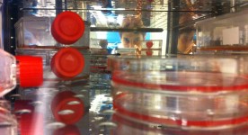 Our cell cultures