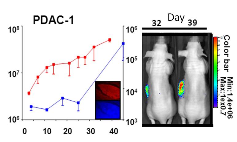 First study on our novel preclinical models