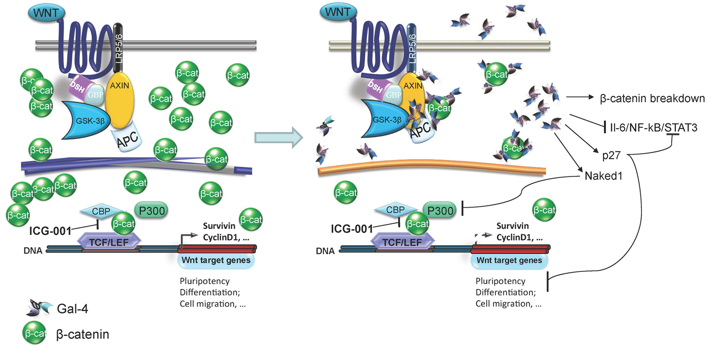 Model for Gal-4 effects on canonical Wnt signalling. Upon activation of the canonical Wnt signaling pathway, Frizzled (dark blue line) and low-density lipoprotein receptor-related protein 5/6 (LRP5/6) activate the protein Dishevelled (DSH), leading to Axin recruitment. The β-catenin (β-cat) “destruction complex”, composed of the proteins Axin, adenomatous polyposis coli (APC), glycogen synthase kinase-3 (GSK-3β) and GSK3-binding protein (GBP), is not able to phosphorylate β-cat, resulting in its accumulation and translocation into the nucleus. Interaction of nuclear β-cat with CREB-binding protein (CBP) leads to an active transcriptional complex for downstream target genes by binding to T-cell factor (TCF)- and lymphoid enhancer-binding protein (LEF)-family transcription factors. The Wnt inhibitor small molecule ICG-001 specifically binds to CBP thereby disrupting the interaction of CBP with β-cat. In the presence of Gal-4, overall β-cat levels in the cell are decreased and thus less ICG-001 is required to disrupt the interaction of CBP with β-catenin. Gal-4 can bind to axin, β-cat and APC.