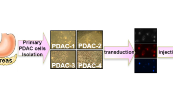 New preclinical models