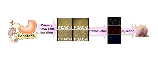 New preclinical models