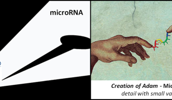 Studies on microRNA