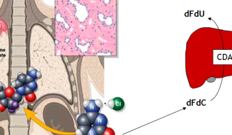 Studies on thoracic cancers (mesothelioma and lung cancer)