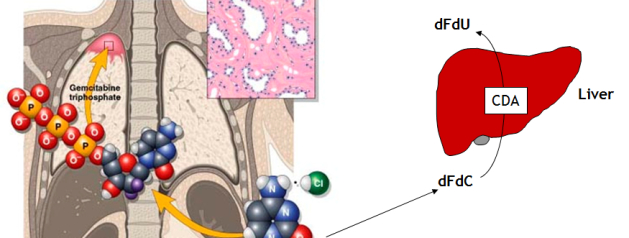Studies on thoracic cancers (mesothelioma and lung cancer)