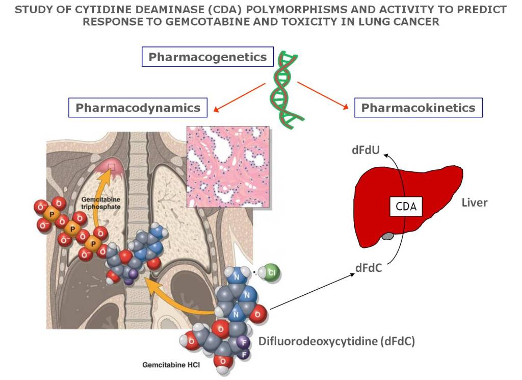 Studies on thoracic cancers 2